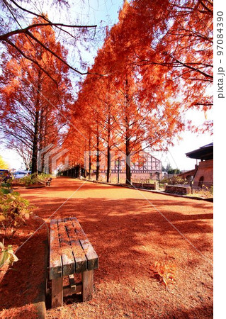 紅葉燃ゆる…錦秋のメタセコイヤ並木 97084390