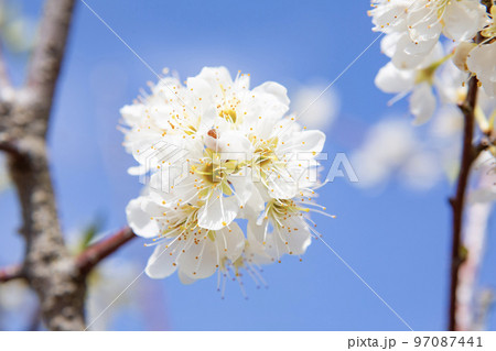 白い桃の花 97087441