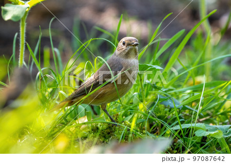 The Spotted flycatcher bird stands among the grass on the sunlit lawn The Spotted flycatcher bird stands among the grass on the sunlit lawn 97087642