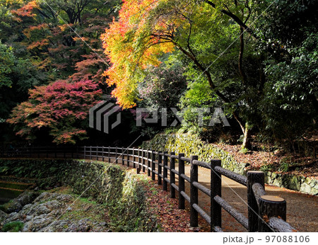 大阪府箕面公園 紅葉が始まった滝道 97088106