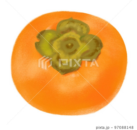 富有柿のイラスト（手描き） 97088148