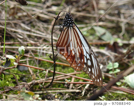 Butterfly on the grass of the meadow. 97088340