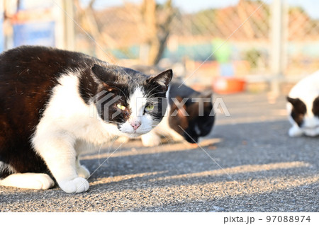 猫　地域猫　さくらねこ　耳カット 97088974