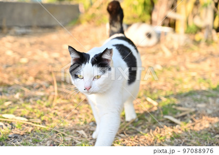 猫　地域猫　さくらねこ　耳カット 97088976