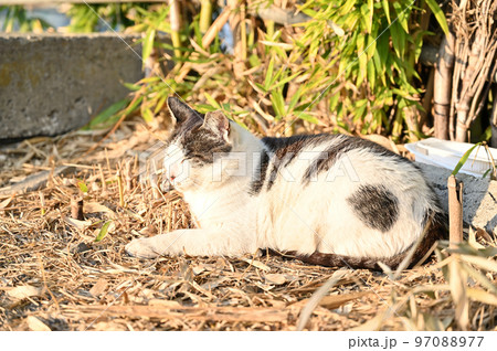 まどろむ猫　地域猫　さくらねこ　耳カット 97088977