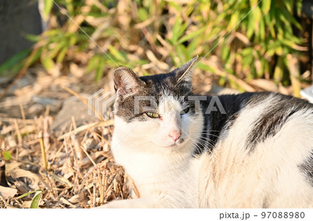 見つめる猫　地域猫　さくらねこ　耳カット 97088980
