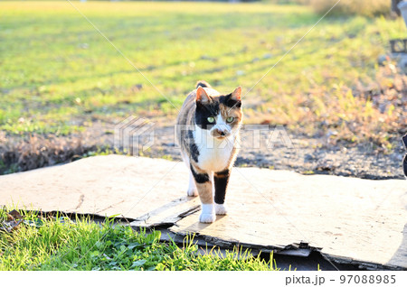 猫 三毛猫 地域猫 さくらねこ 耳カット 猫 三毛猫 地域猫 さくらねこ 耳カット 97088985