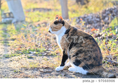 猫 三毛猫 地域猫 さくらねこ 耳カットの写真素材 [97088986] - PIXTA