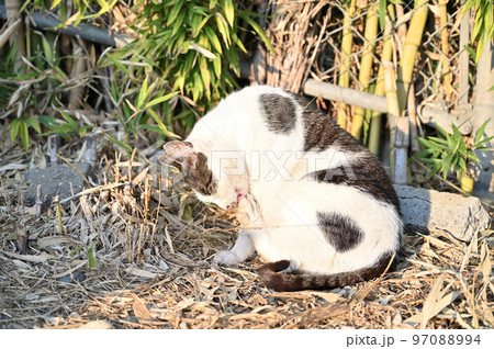 毛繕いする猫　地域猫　さくらねこ　耳カット 97088994