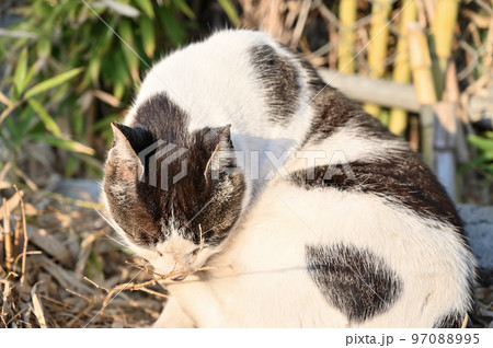 毛繕いする猫　地域猫　さくらねこ　耳カット 97088995
