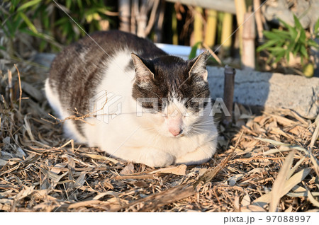 まどろむ猫 地域猫 さくらねこ 耳カット まどろむ猫 地域猫 さくらねこ 耳カット 97088997