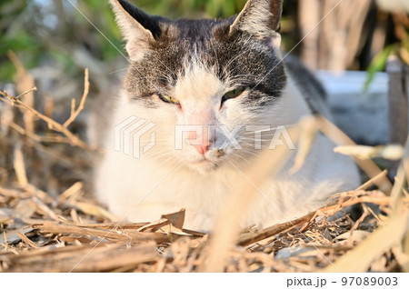 まどろむ猫のアップ　地域猫　さくらねこ　耳カット 97089003