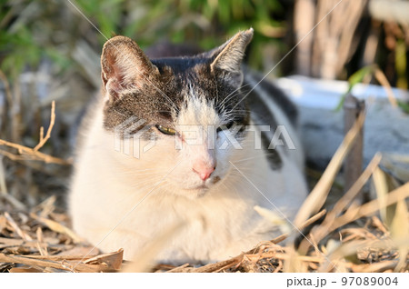 まどろむ猫のアップ　地域猫　さくらねこ　耳カット 97089004