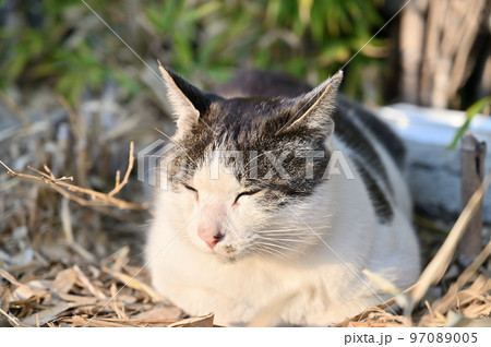 まどろむ猫のアップ　地域猫　さくらねこ　耳カット 97089005