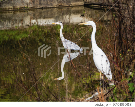 青鷺くんと白鷺くん 97089008
