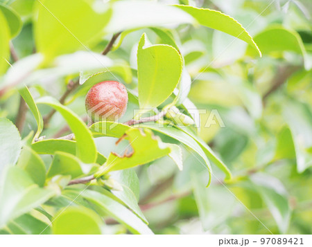 赤く色づくサザンカの実 赤く色づくサザンカの実 97089421