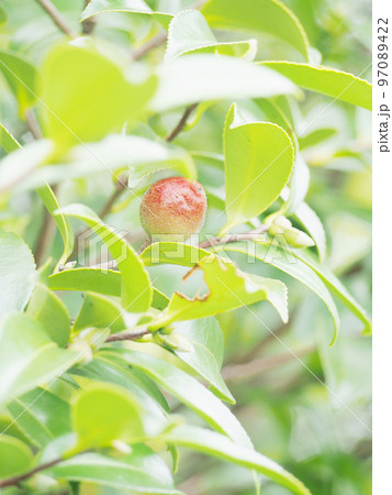 赤く色づくサザンカの実 赤く色づくサザンカの実 97089422