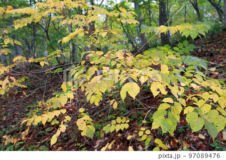 樹液に触れるとかぶれる木（ヤマウルシ　長野県 志賀高原） 97089476