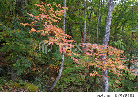 樹液に触れるとかぶれる木（ヤマウルシ　長野県 志賀高原） 97089481