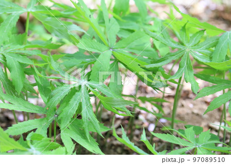 破れた傘のような姿をした山野草(ヤブレガサ) 破れた傘のような姿をした山野草(ヤブレガサ) 97089510