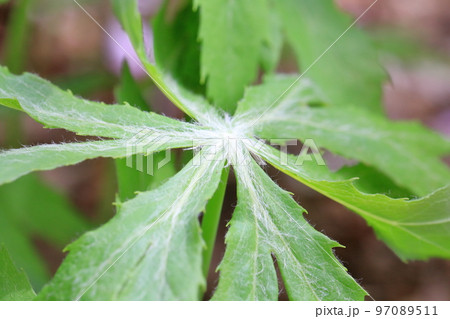 破れた傘のような姿をした山野草　若葉は、絹毛をまとう 97089511