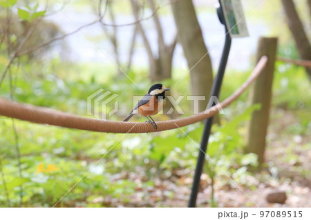 身近で人懐っこい野鳥 ヤマガラ 身近で人懐っこい野鳥 ヤマガラ 97089515