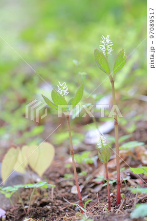 野山に咲くかわいい山野草　ヒトリシズカ 97089517
