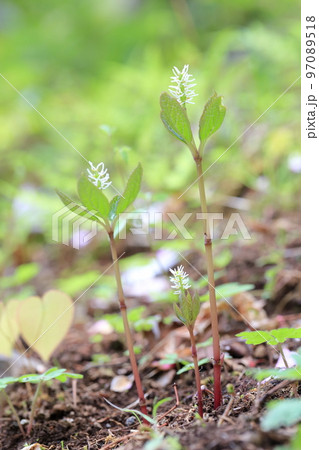 野山に咲くかわいい山野草 ヒトリシズカ 野山に咲くかわいい山野草 ヒトリシズカ 97089518