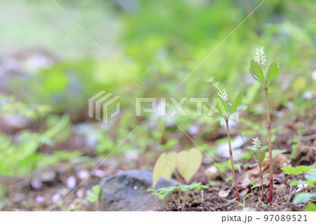 野山に咲くかわいい山野草 ヒトリシズカ 野山に咲くかわいい山野草 ヒトリシズカ 97089521