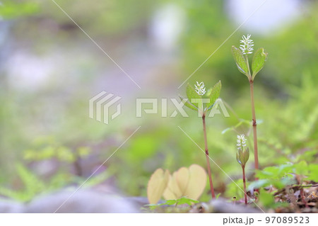 野山に咲くかわいい山野草　ヒトリシズカ 97089523