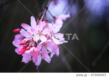 春の訪れを告げる美しい桜の花 97090005