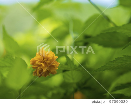 八重咲きの山吹の花 97090020