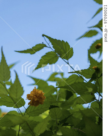 青空と山吹 97090021