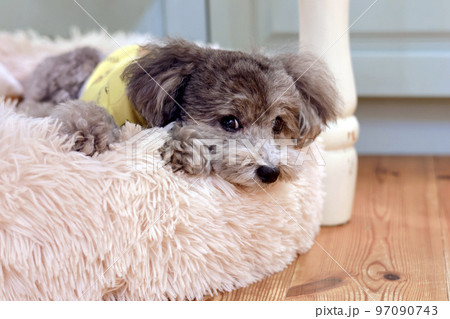 可愛い表情をする愛犬　トイプードル　お家時間　休日の過ごし方　癒し時間 97090743