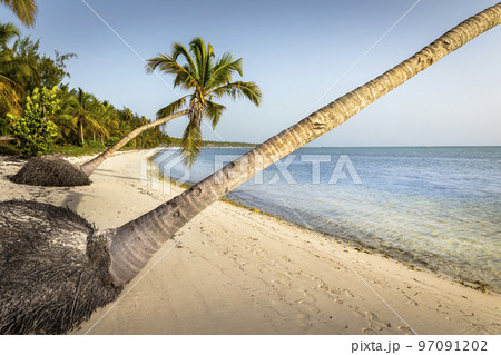 Palm tree and Tropical idyllic beach in Punta Cana, turquoise caribbean sea 97091202