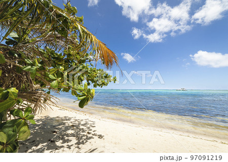 Palm trees and Tropical idyllic beach in Punta Cana, turquoise caribbean sea Palm trees and Tropical idyllic beach in Punta Cana, turquoise caribbean sea 97091219
