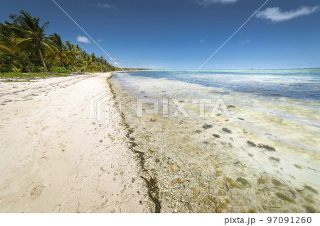 Palm trees and Tropical idyllic beach in Punta Cana, turquoise caribbean sea Palm trees and Tropical idyllic beach in Punta Cana, turquoise caribbean sea 97091260