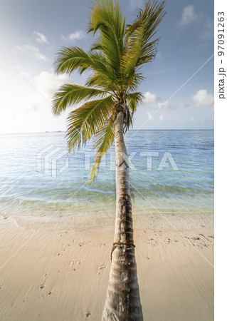 Palm tree and Tropical idyllic beach in Punta Cana, turquoise caribbean sea Palm tree and Tropical idyllic beach in Punta Cana, turquoise caribbean sea 97091263