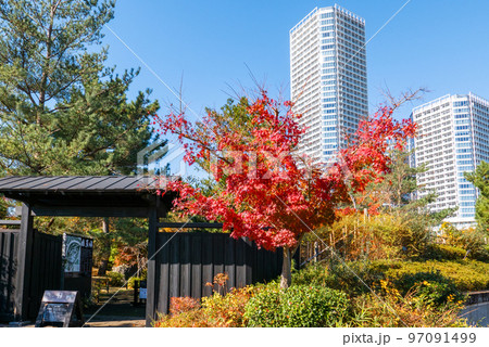 紅葉と二子玉川公園 紅葉と二子玉川公園 97091499