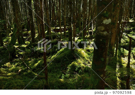 白駒の池周辺の苔の森 白駒の池周辺の苔の森 97092598