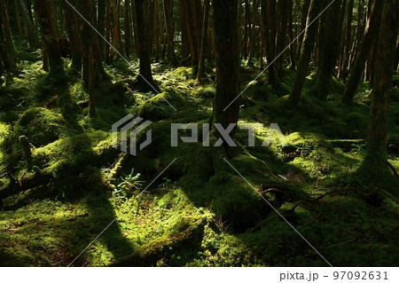 白駒の池周辺の苔の森 白駒の池周辺の苔の森 97092631