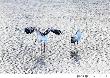 コウノトリ 97093094