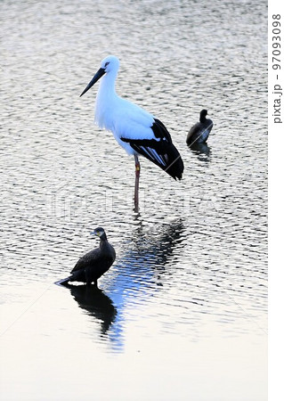 コウノトリ コウノトリ 97093098