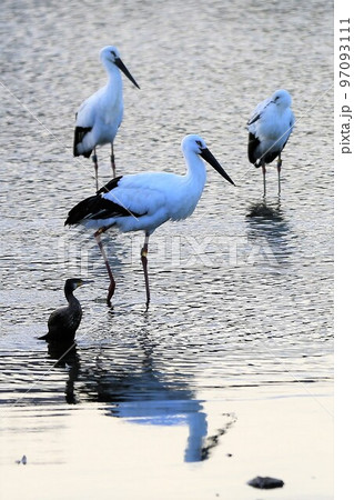 コウノトリ 97093111