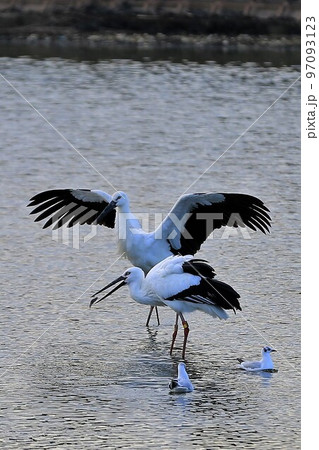 コウノトリ 97093123