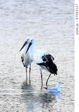 コウノトリ 97093127