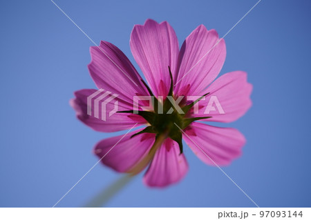 裏コスモス 97093144