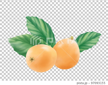 Realistic watercolor illustration of loquat fruit and leaves 97093155
