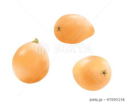 ビワの実のリアルな水彩イラストセット 97093156