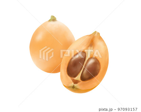 ビワの実（半分に割ったものと丸のままのもの）のリアルな水彩イラスト 97093157